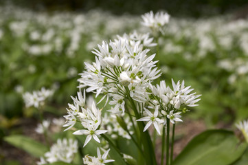 Allium ursinum bears garlic in bloom