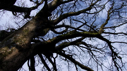 Tree silhouette 
