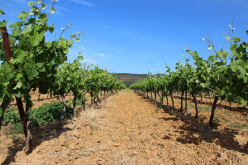 Fototapeta na wymiar paysage viticole du sud de la france vignes