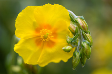 Rock rose (Helianthemum 'Ben Fhada') flower and buds. Bright, primrose yellow bloom with orange centre of hardy shrub in the family Cistaceae