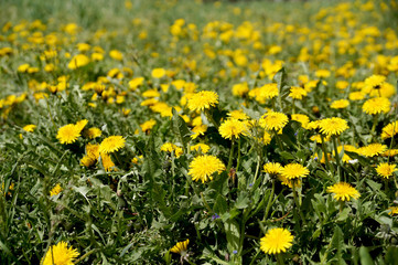 Dandelions on a lawn in city park