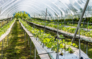 Organic strawberry plant growing in green house. Strawberries Organic agriculture in greenhouses.