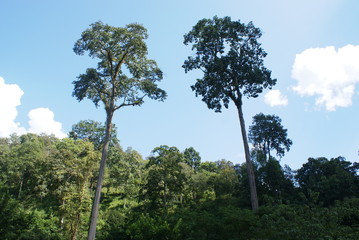 Fototapeta na wymiar Jungle trees