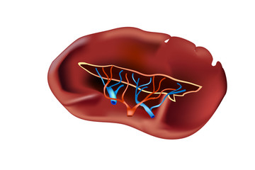 The Spleen (Human Anatomy). Vector illustration
