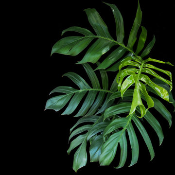 Fototapeta Green leaves of Monstera philodendron plant growing in wild, the tropical forest plant, evergreen vine on black background.