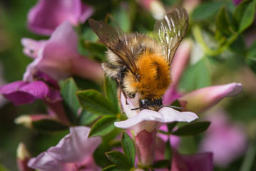Bumblebee on the flower