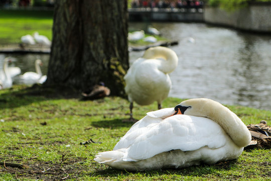 A picture of the sleeping swan by the water channel. The other swans are standing nearby. 