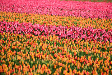 A picture from the amazing tulip fields in Netherlands during the cloudy, rainy spring day. The colorful flowers are everywhere.  