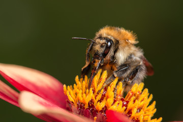 Bumblebee on the flower
