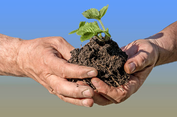 Two male hands holding a Bush of strawberries on a blue background. The horizontal frame.