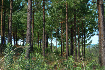Fototapeta premium Forest 2