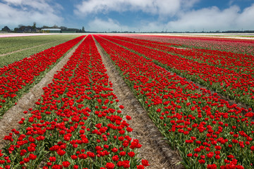 Beautiful red tulip fields in spring,  Netherlands, Holland