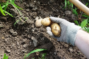 Kartoffeln ernten