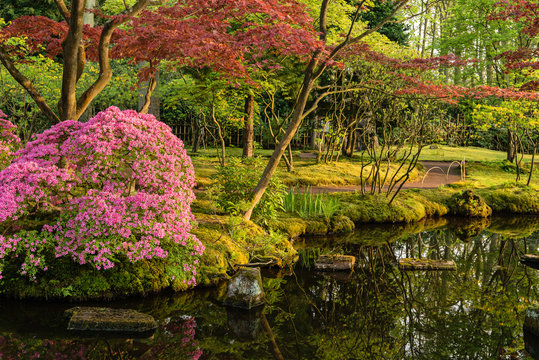 Beautiful Japanese garden in spring, Den Haag, Holland