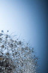 big dandelion with water drop on a blue background