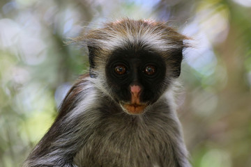 Fototapeta na wymiar Portrait shot of red colobus monkey in Jozani forest national park, Zanzibar, Tanzania