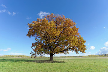 Fototapeta na wymiar A lonely tree in a clearing.