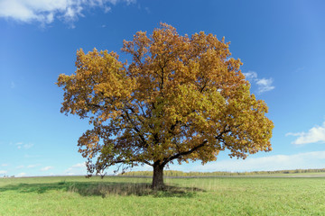 Fototapeta na wymiar A lone oak tree in a clearing.