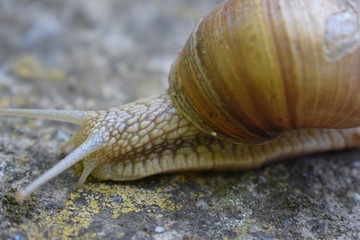snail