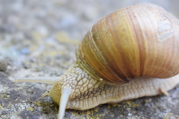 snail