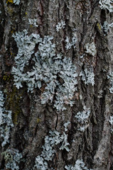 Fototapeta premium Bark of wood with moss