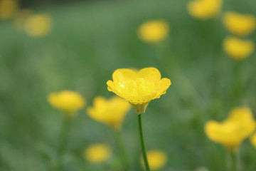 Buttercup flowers