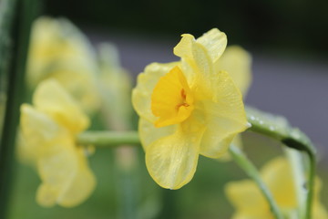 Yellow daffodil