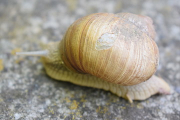 snail