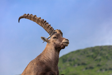 Fototapeta premium Alpine ibex (Capra ibex) in Mont Blanc, France