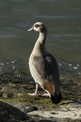 Nilgans