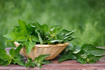 Basket of fresh stinging nettle leaves on wooden table