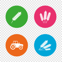 Agricultural icons. Wheat corn or Gluten free.