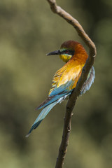 merops apiaster