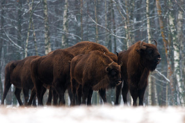 Mammals.A herd of european bison (aurochs, Bison bonasus) standing on the winter field.Several...