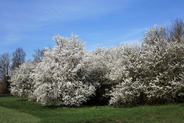blühende Obstbäume auf einer Streuobstwiese