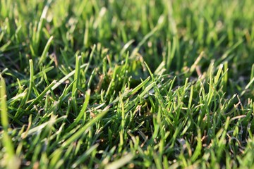 Fototapeta premium grass