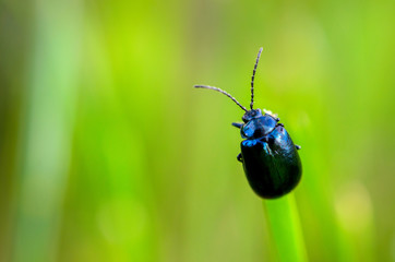 bug sits on a grass, on a beautiful green background