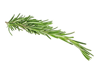 Sprig of fresh fragrant green rosemary isolated on white background