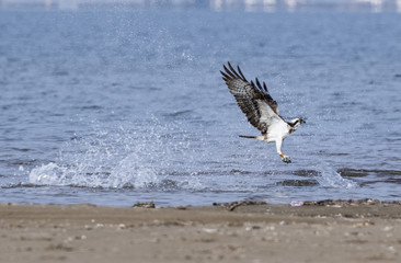 Águila pescadora (Pandion haliaetus) intentando pescar en la orilla del mar