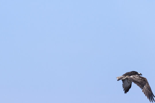 Postal de águila pescadora (Pandion haliaetus) sobre cielo azul