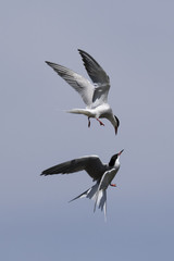 Obraz premium Charranes (Sterna hirundo) peleando en vuelo sobre cielo azul