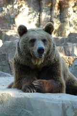 Fototapeta na wymiar oso