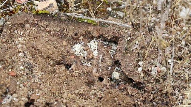 anthill with ants removing all their eggs to indoor caves after being exposed