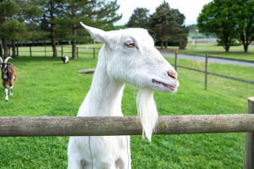 Magnifique chèvre blanche à la ferme 