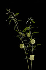 Physalis sobre fondo negro