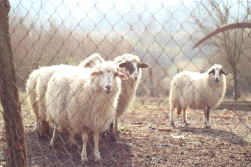 Sheep behind a fence in the morning sunlight