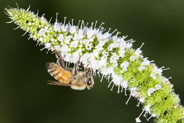 Honey Bee (Apis mellifera) collecting nectar and pollen on Mentha sachalinensis is known by the common name of garden mint