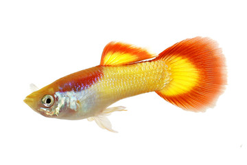 Fototapeta premium Guppy Poecilia reticulata colorful rainbow tropical aquarium fish 