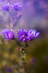 Obraz premium Wilde purple flower with bokeh