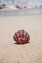 Sea shell with sand as background on the seashore of Cancun, Mexico